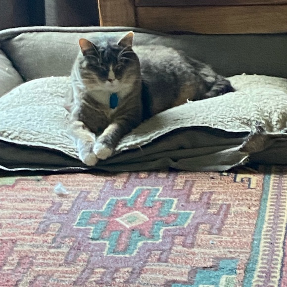 Our Bailey & meet Sadie —part 2 - Picture 10 of 16